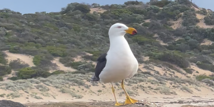 Screenshot 2024-11-05 at 5.03.10 PM